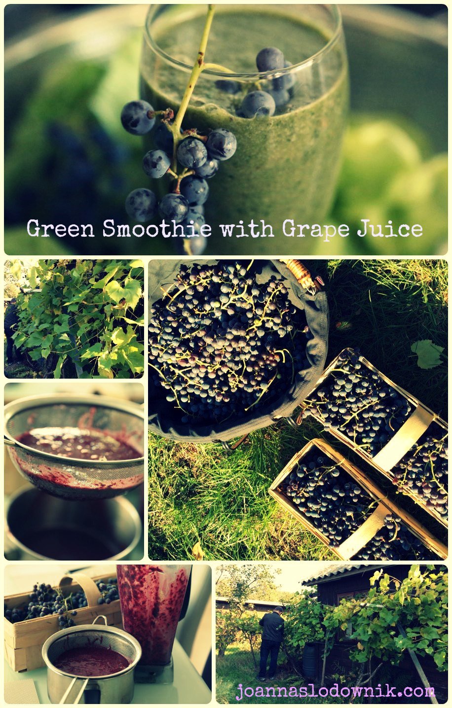 grape-smoothie-growing-grapes01