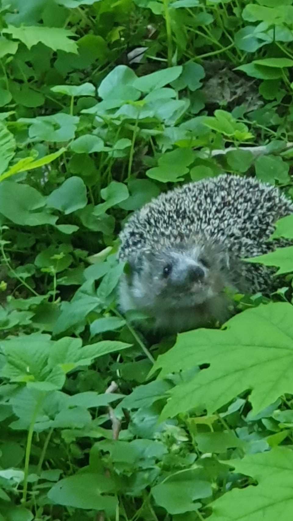 Pay Attention, Save a Life: A Hedgehog in a City